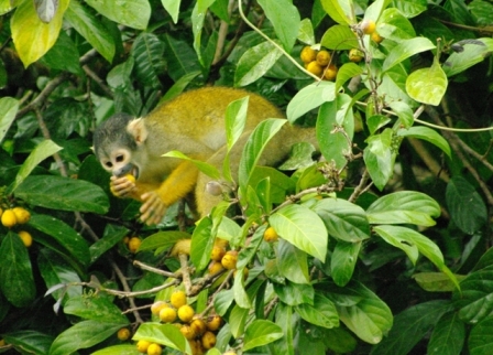 Les singes écureuil. Tout une colonie saute d’arbre en arbres. Les plus gourmand s’arrêtent en chemin.